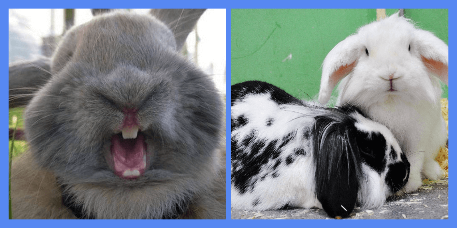 Почему кролики дерутся между собой