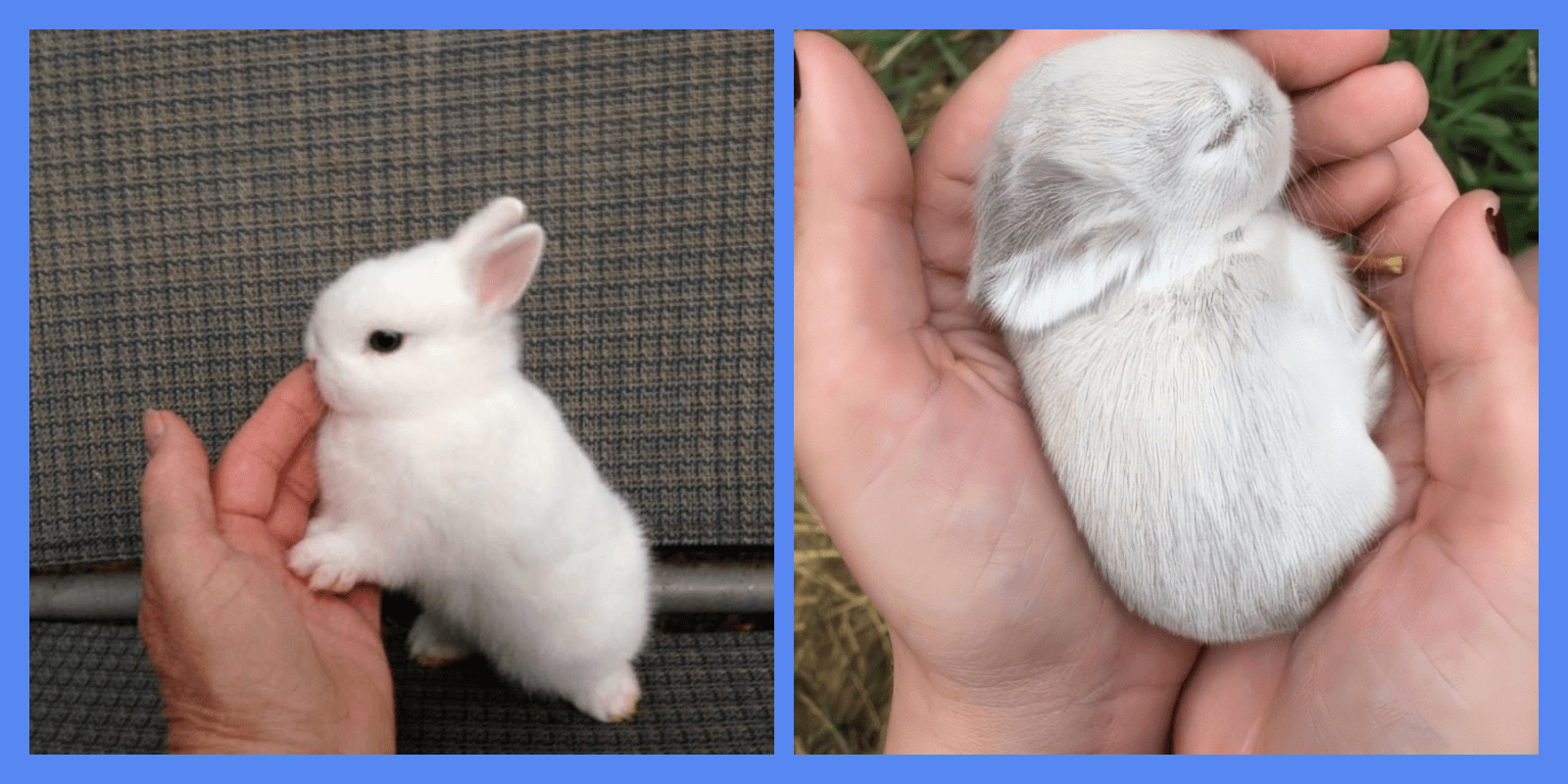 Когда можно брать в руки крольчат?