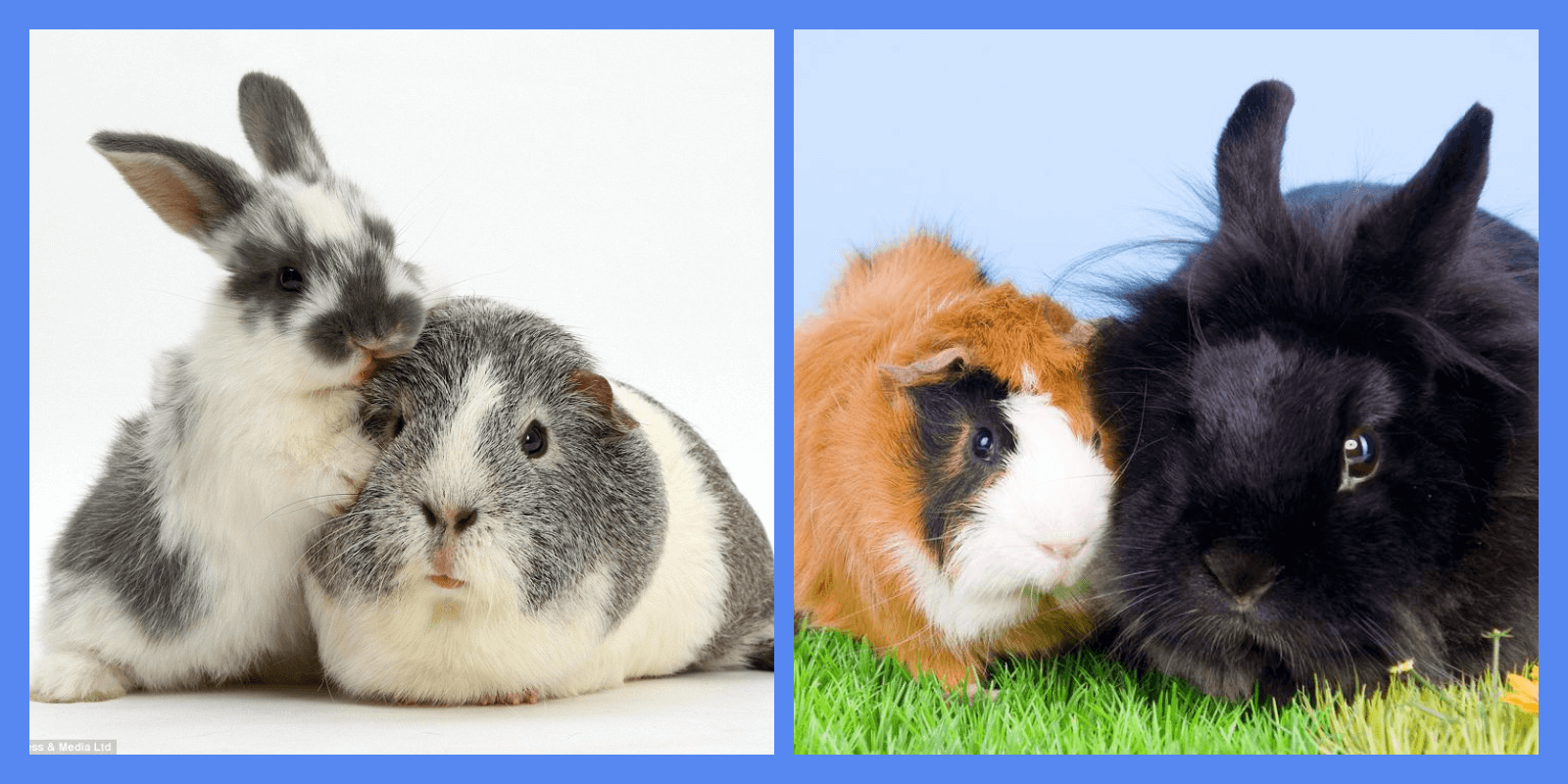 Кто лучше: кролики или морские свинки?