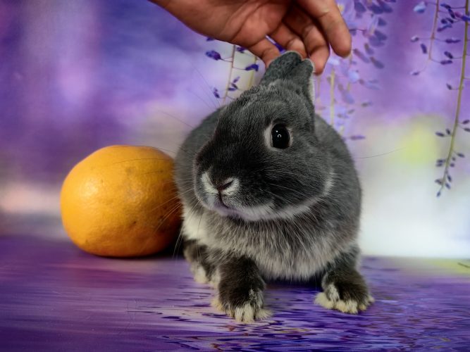 2. Мальчик. Нидерландский (самая маленькая порода кроликов!) 4 месяца-3.000руб